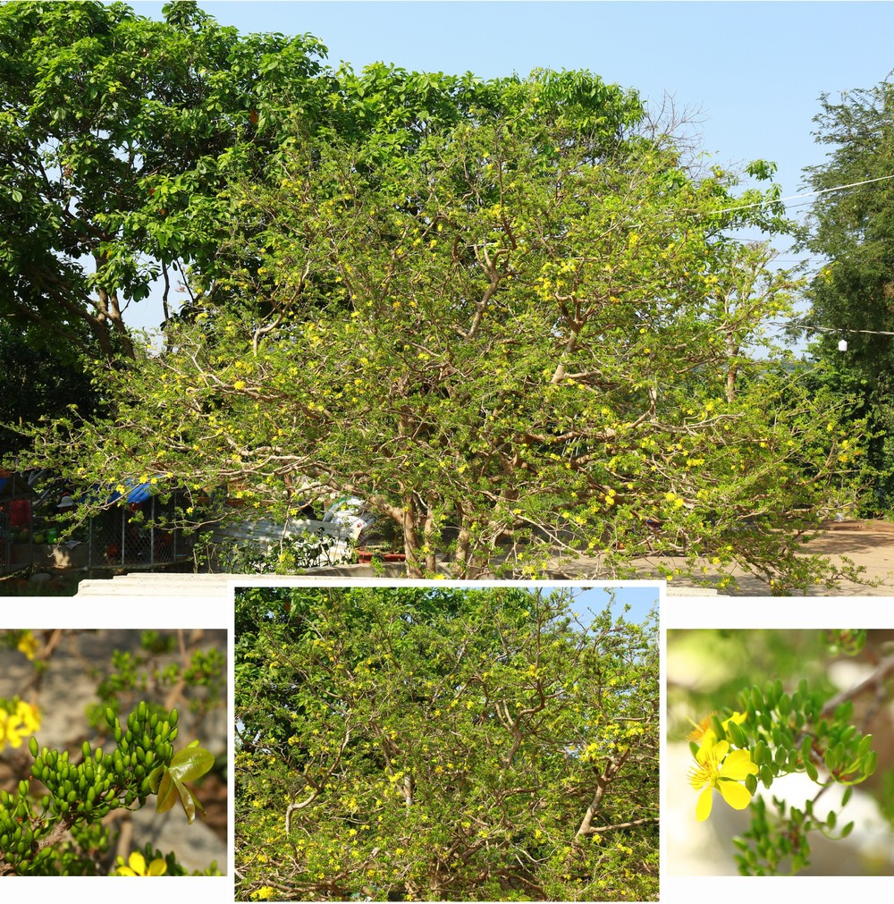 Giant ancient yellow apricot tree blooming on Tet ảnh 3