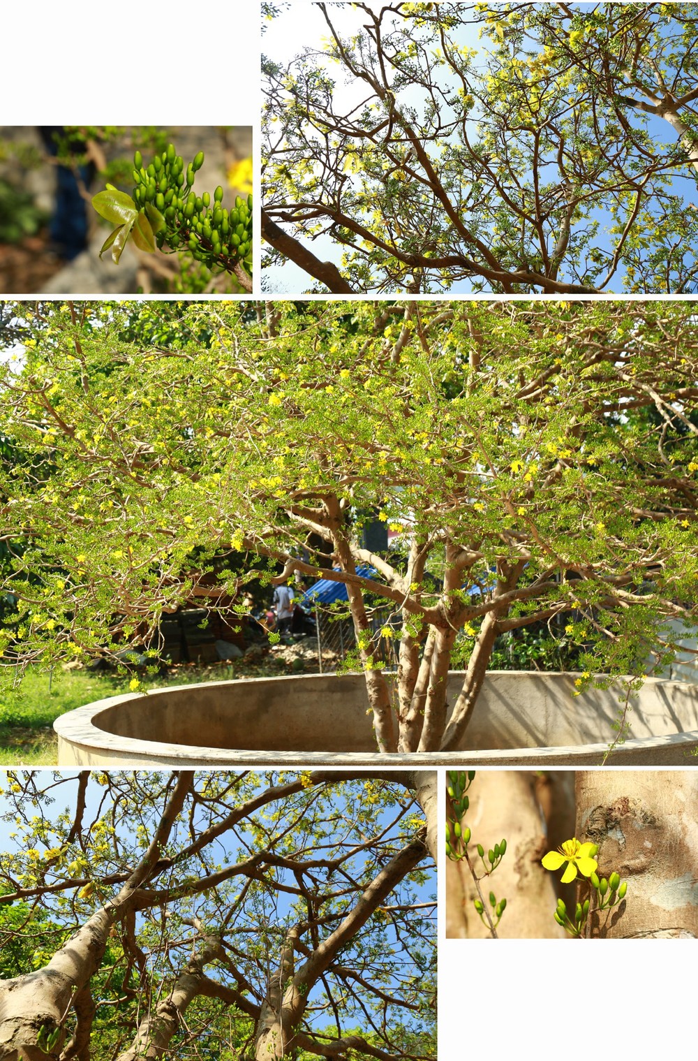 Giant ancient yellow apricot tree blooming on Tet ảnh 5