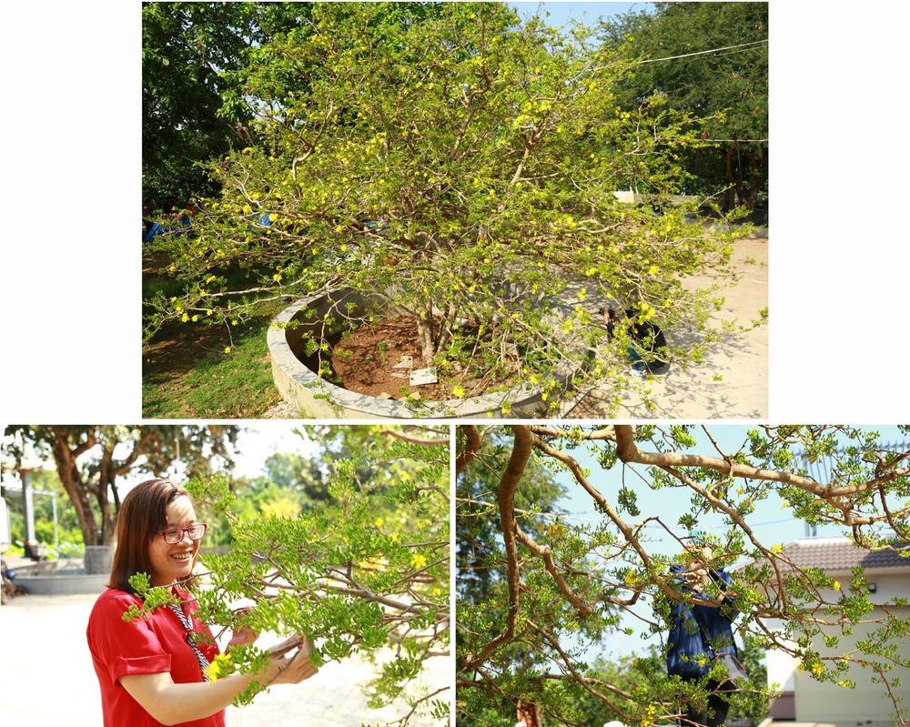 Giant ancient yellow apricot tree blooming on Tet ảnh 6