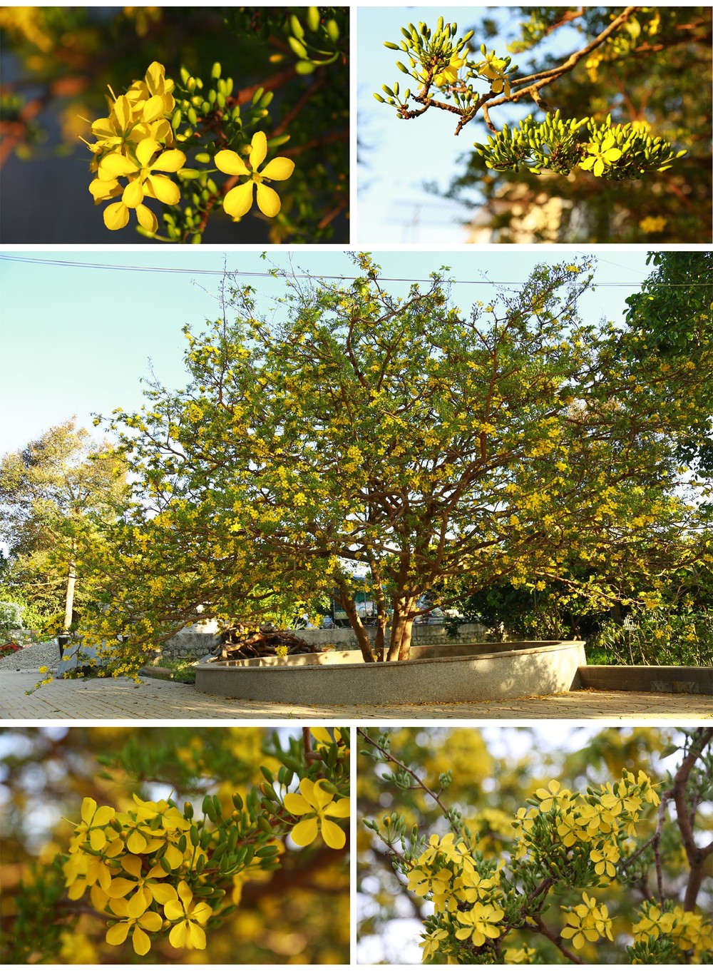 Giant ancient yellow apricot tree blooming on Tet ảnh 7