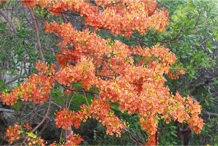 Red flamboyant flowers brighten seaside mountain ảnh 12