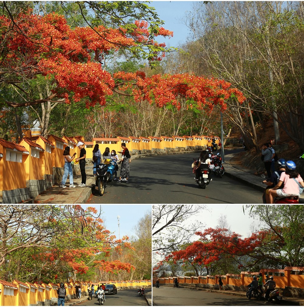 Red flamboyant flowers brighten seaside mountain ảnh 2