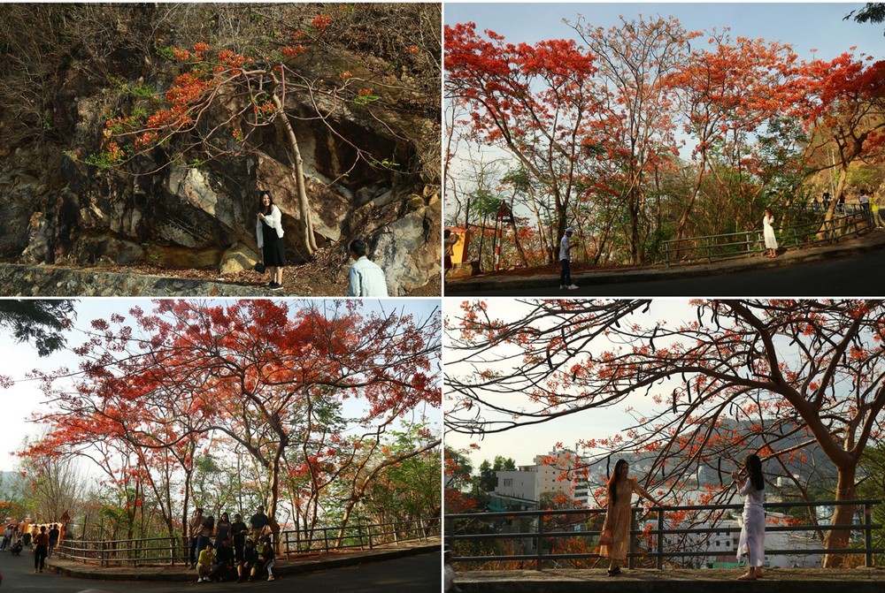 Red flamboyant flowers brighten seaside mountain ảnh 3
