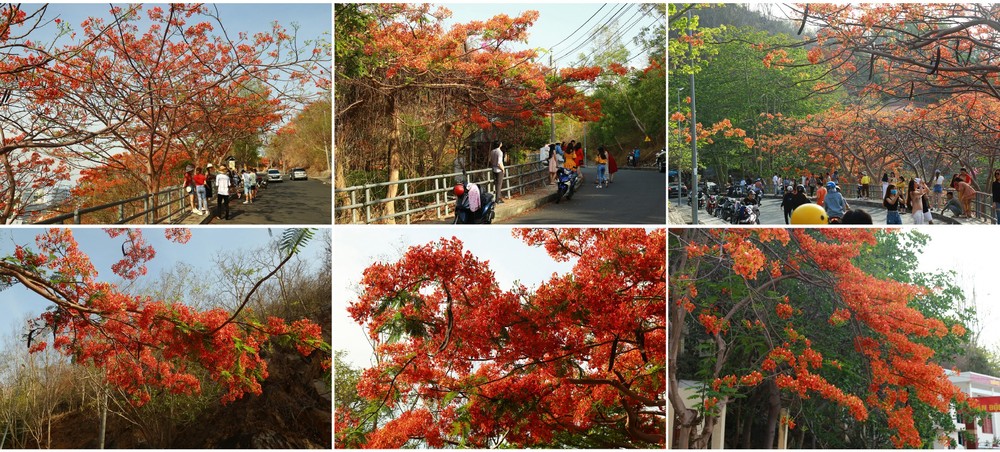 Red flamboyant flowers brighten seaside mountain ảnh 4