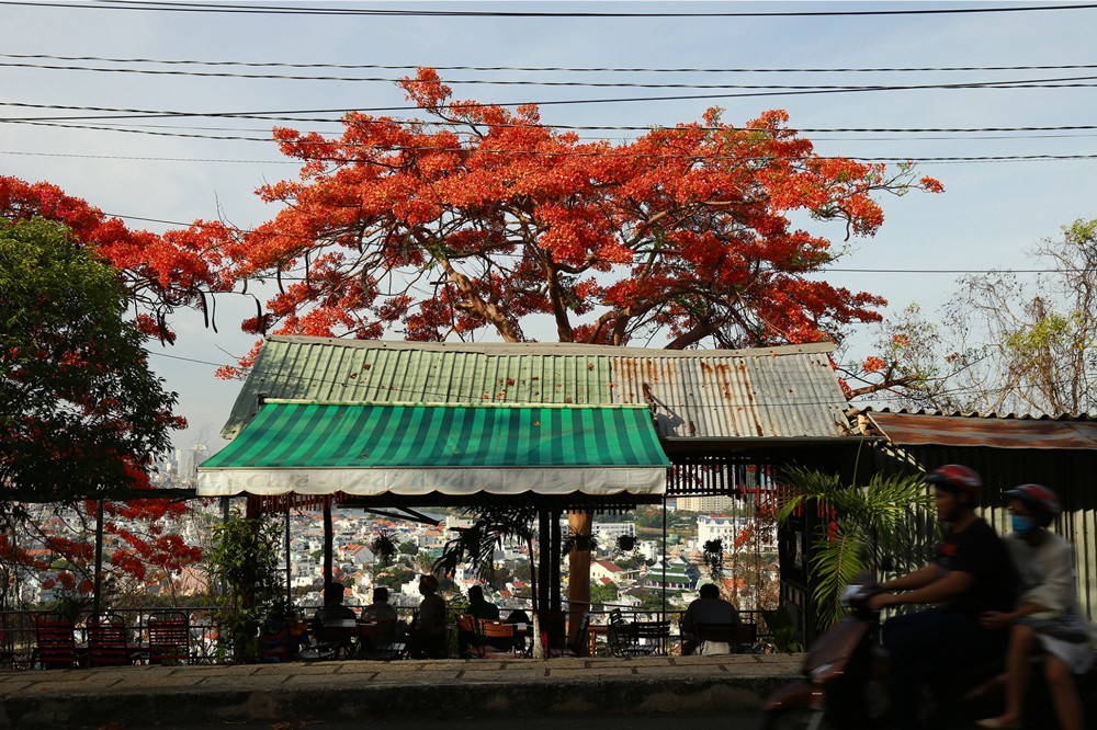Red flamboyant flowers brighten seaside mountain ảnh 6