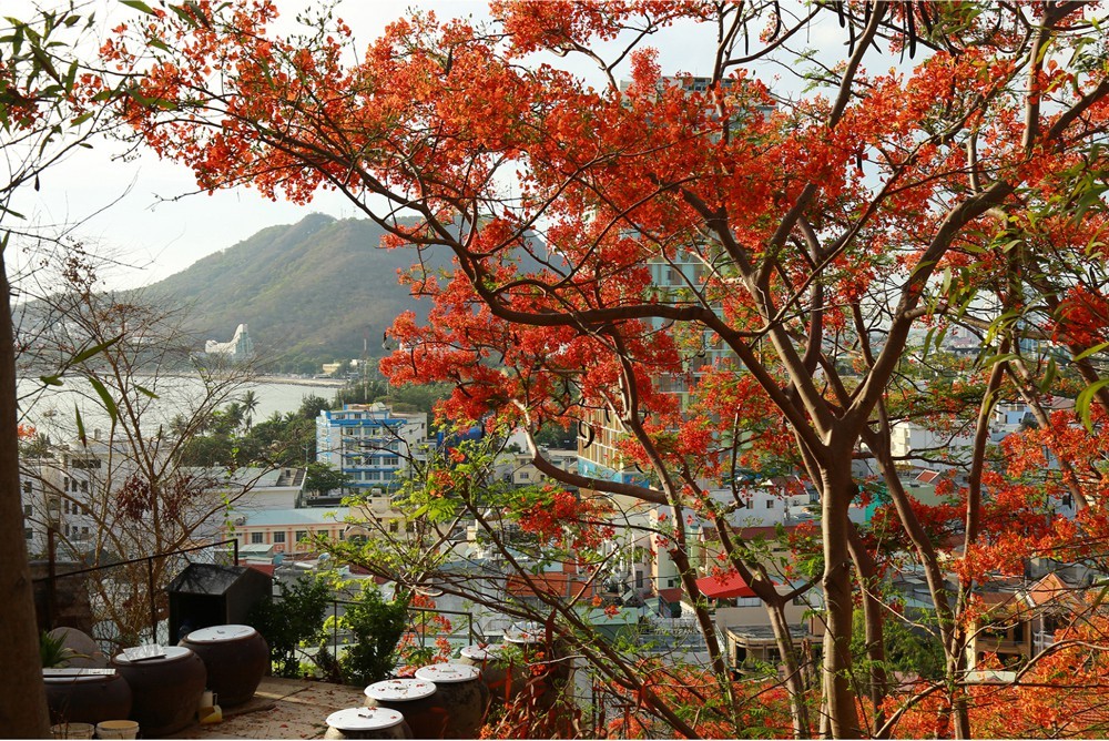 Red flamboyant flowers brighten seaside mountain ảnh 7