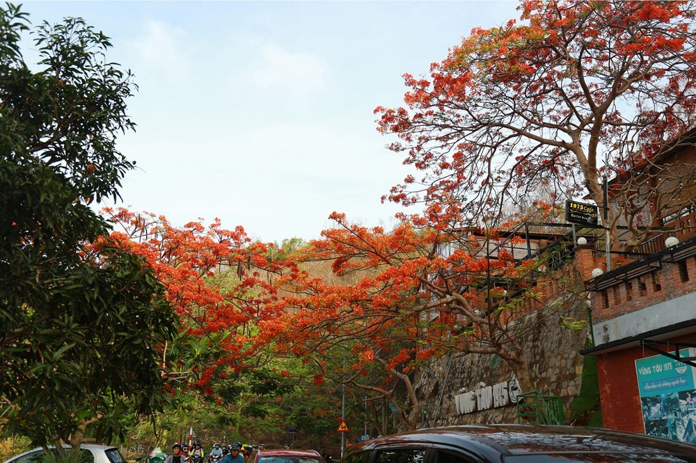 Red flamboyant flowers brighten seaside mountain ảnh 8