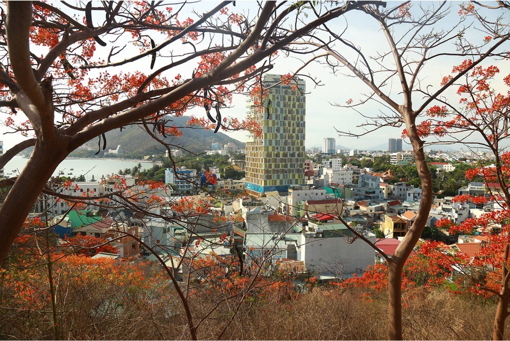 Red flamboyant flowers brighten seaside mountain ảnh 9