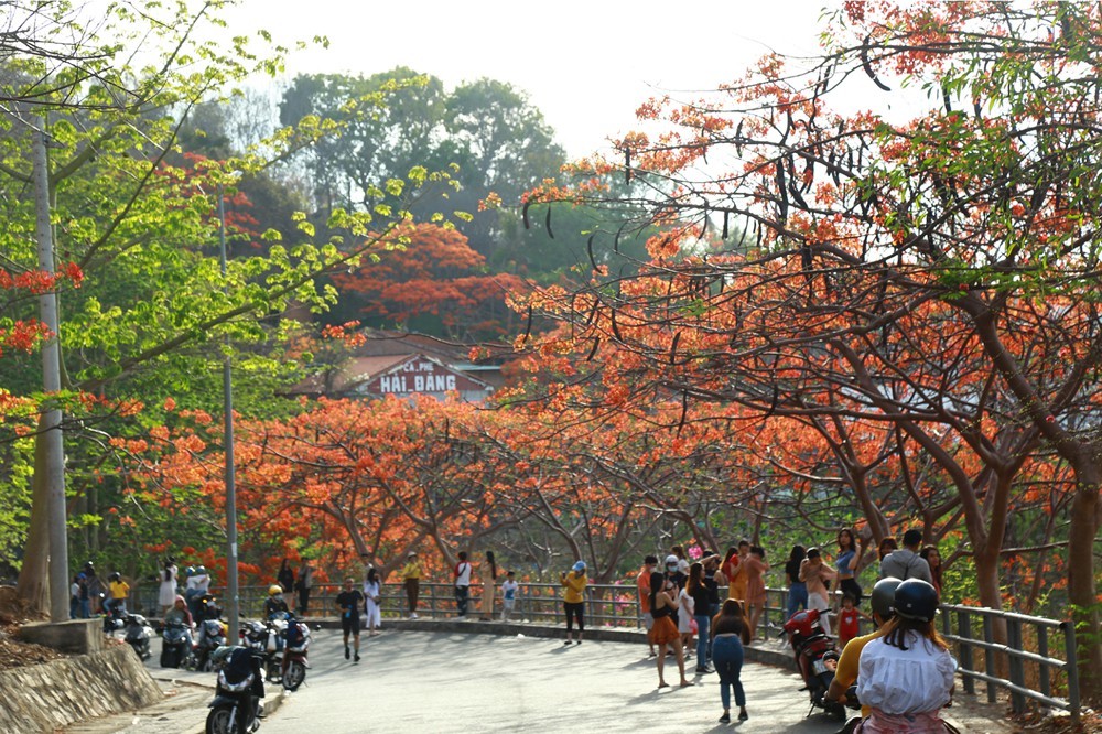Red flamboyant flowers brighten seaside mountain ảnh 1