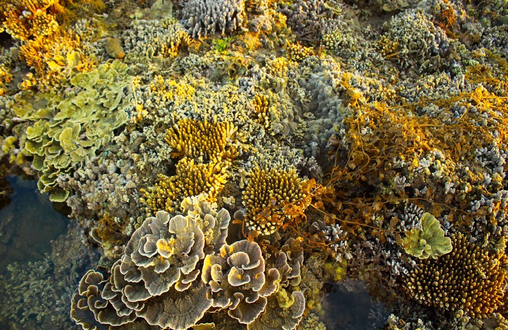 Quang Ngai provides tourists amazing view of spectacular nearshore coral reef ảnh 10