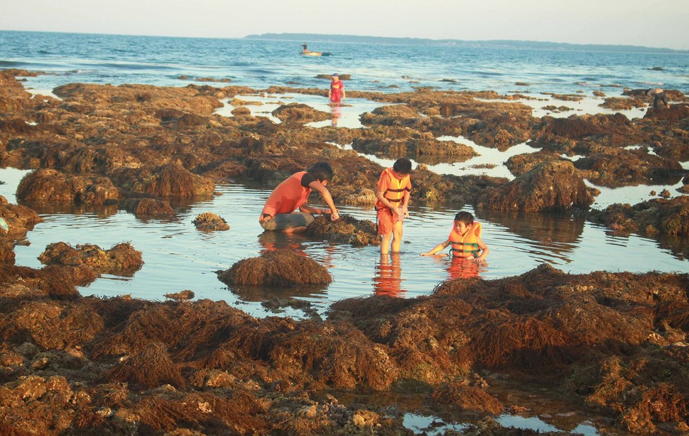 Quang Ngai provides tourists amazing view of spectacular nearshore coral reef ảnh 12