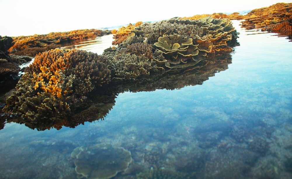 Quang Ngai provides tourists amazing view of spectacular nearshore coral reef ảnh 1