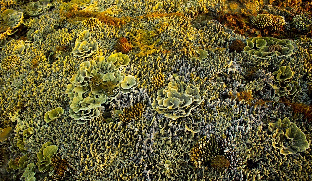 Quang Ngai provides tourists amazing view of spectacular nearshore coral reef ảnh 2