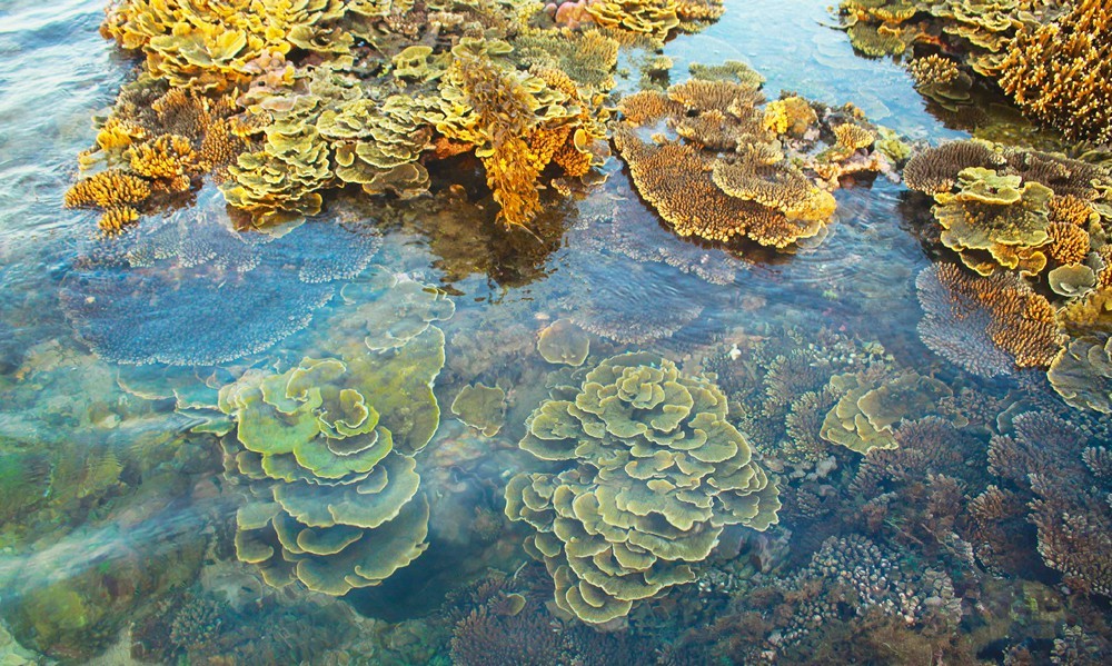 Quang Ngai provides tourists amazing view of spectacular nearshore coral reef ảnh 3
