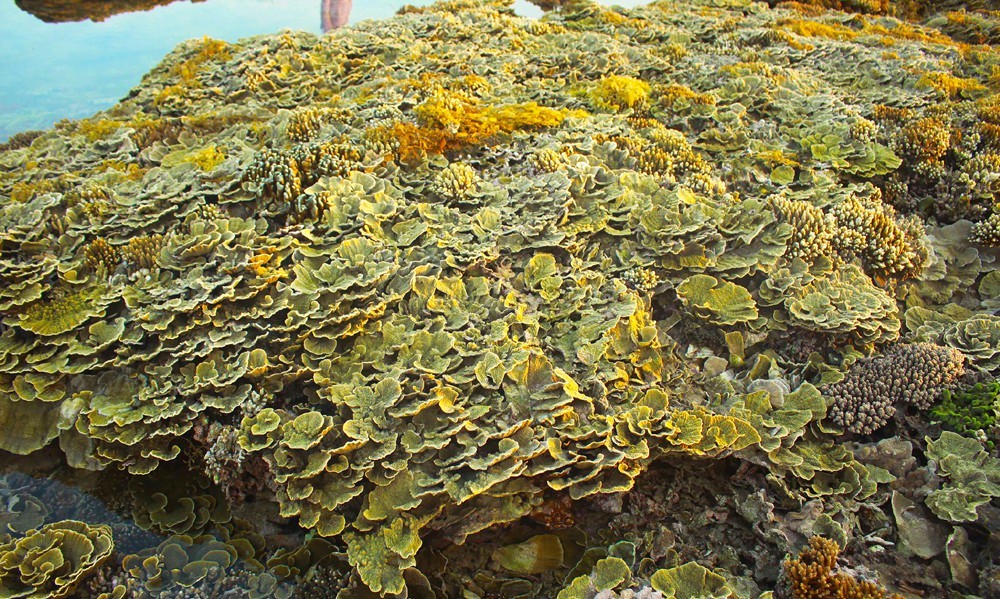 Quang Ngai provides tourists amazing view of spectacular nearshore coral reef ảnh 4