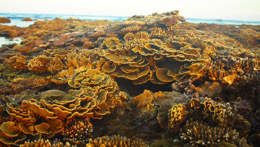 Quang Ngai provides tourists amazing view of spectacular nearshore coral reef ảnh 5