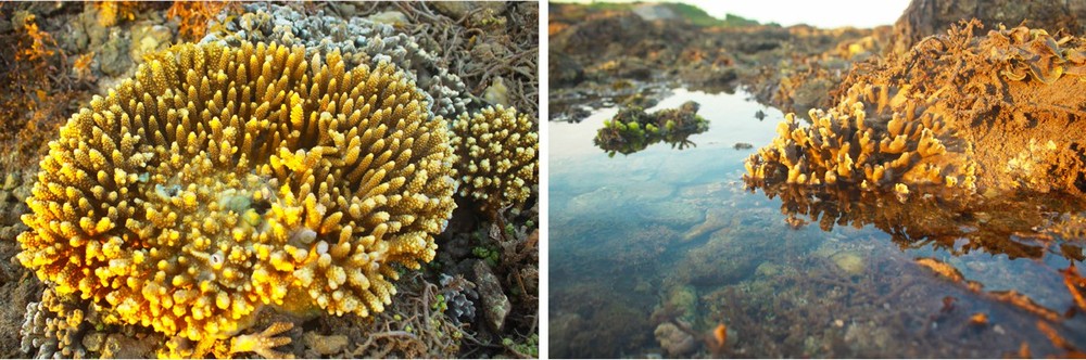 Quang Ngai provides tourists amazing view of spectacular nearshore coral reef ảnh 8
