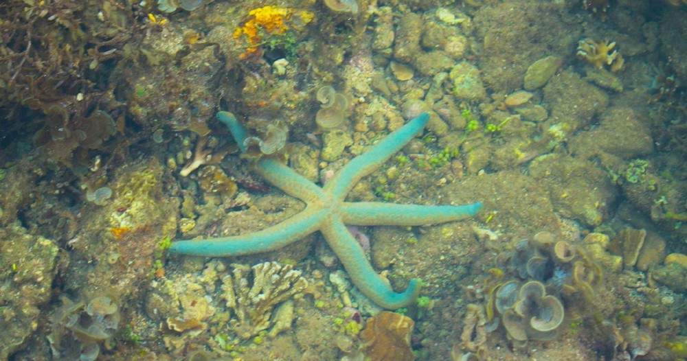 Quang Ngai provides tourists amazing view of spectacular nearshore coral reef ảnh 9