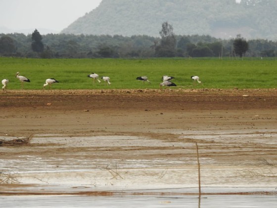 Rare birds flock to Dong Nai Culture and Nature Reserve ảnh 1