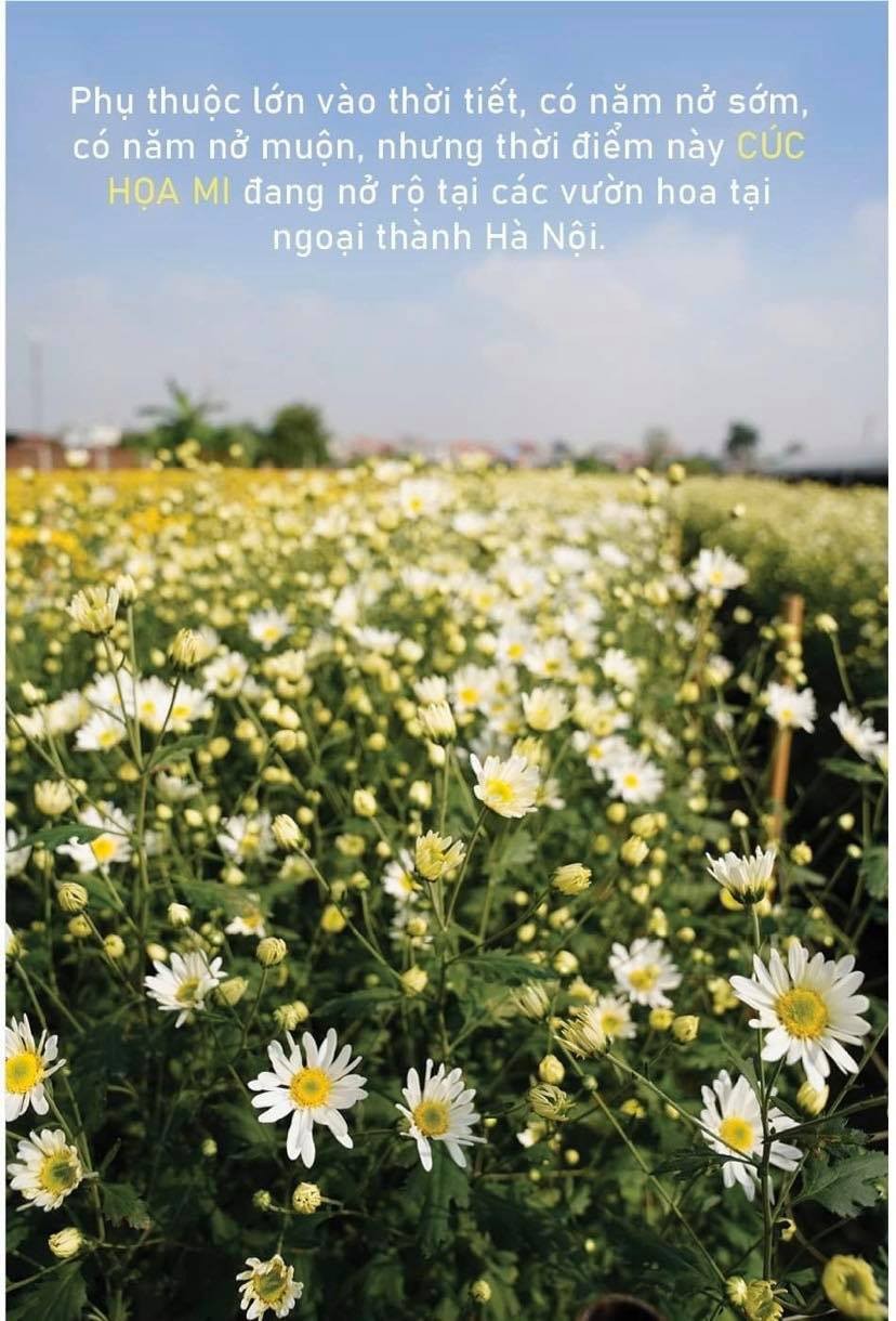 White daisy comes to capital ảnh 1