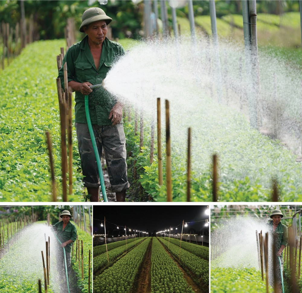 White daisy comes to capital ảnh 2