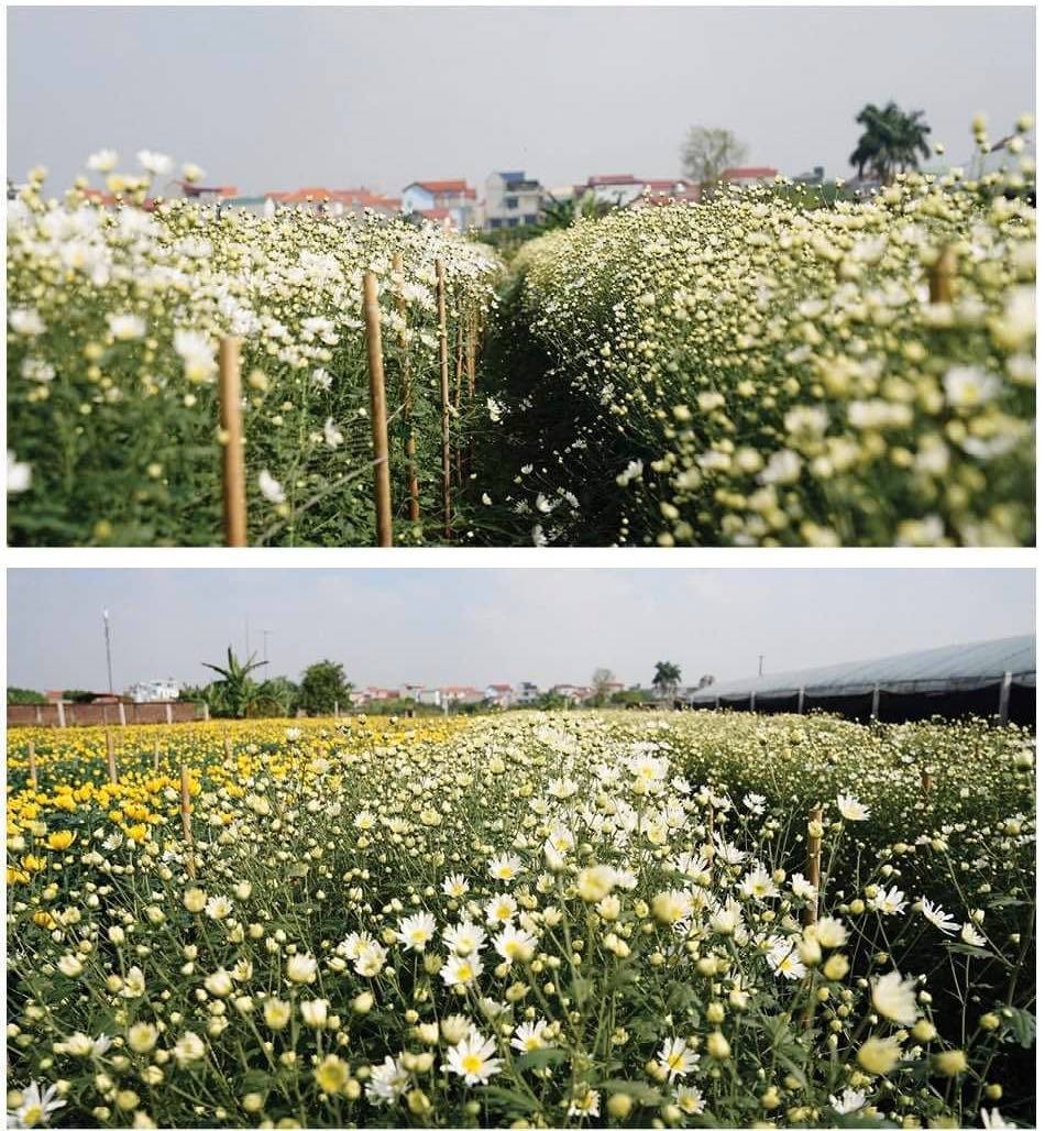 White daisy comes to capital ảnh 3