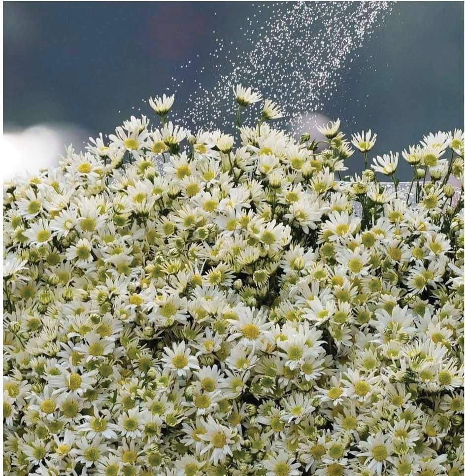 White daisy comes to capital ảnh 4