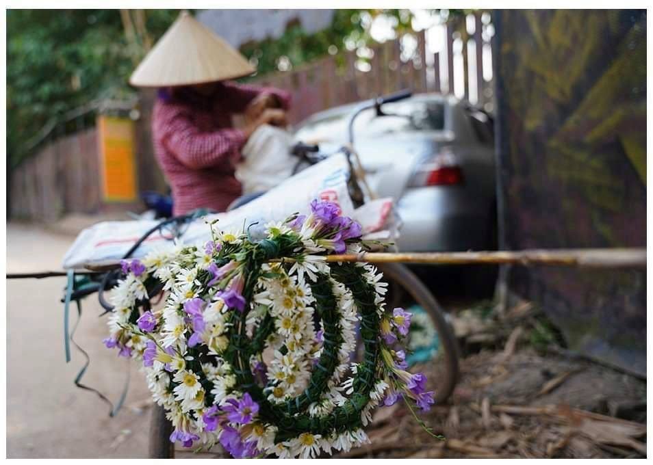 White daisy comes to capital ảnh 8