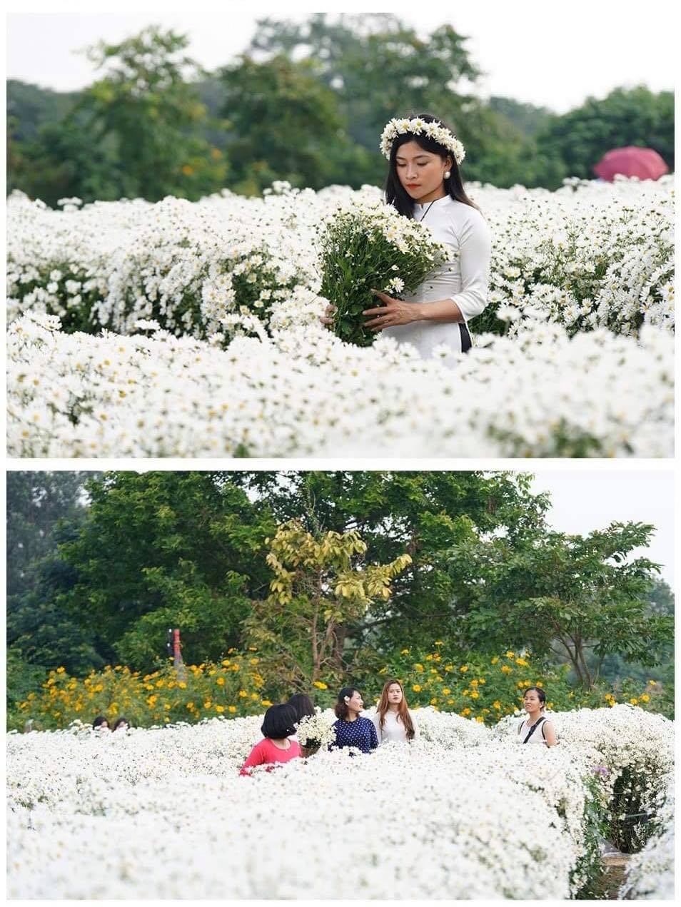 White daisy comes to capital ảnh 9