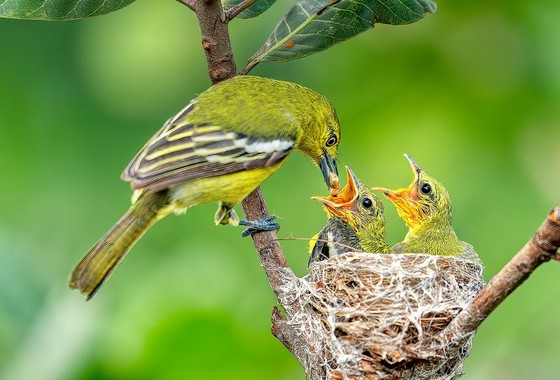 Award winning images honor beauty of country ảnh 2