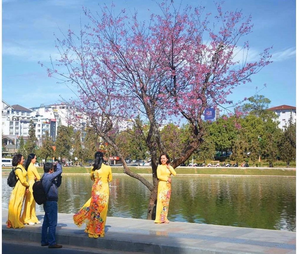 Da Lat turns a ravishing shade of pink with cherry blossoms in full bloom ảnh 2