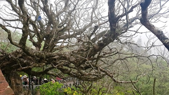 Majestic beauty of Sacred Yen Tu Mountain ảnh 3