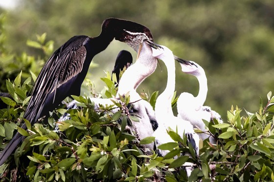 Red-headed cranes migrate to Mekong Delta ảnh 6