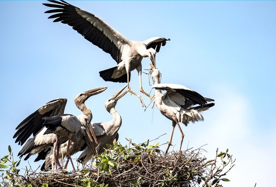 Red-headed cranes migrate to Mekong Delta ảnh 7