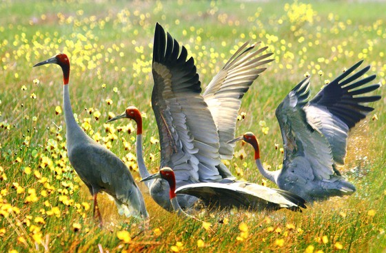 Red-headed cranes migrate to Mekong Delta ảnh 1