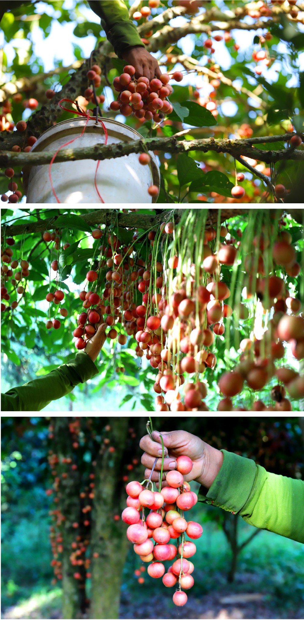 Beauty of burmese grape trees full of fruits in central mountainous district ảnh 10
