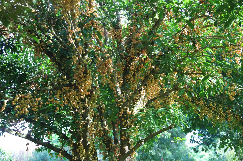 Beauty of burmese grape trees full of fruits in central mountainous district ảnh 11