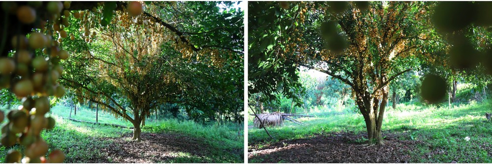 Beauty of burmese grape trees full of fruits in central mountainous district ảnh 12