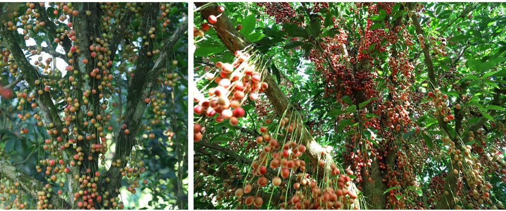 Beauty of burmese grape trees full of fruits in central mountainous district ảnh 15