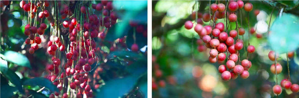 Beauty of burmese grape trees full of fruits in central mountainous district ảnh 16