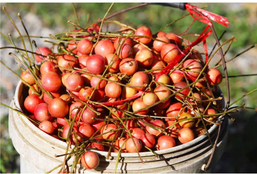 Beauty of burmese grape trees full of fruits in central mountainous district ảnh 17