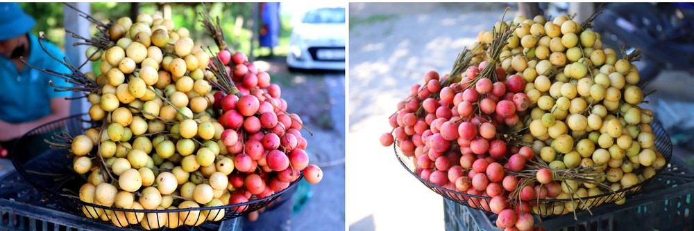 Beauty of burmese grape trees full of fruits in central mountainous district ảnh 18