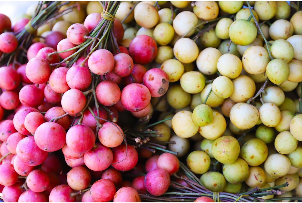Beauty of burmese grape trees full of fruits in central mountainous district ảnh 19