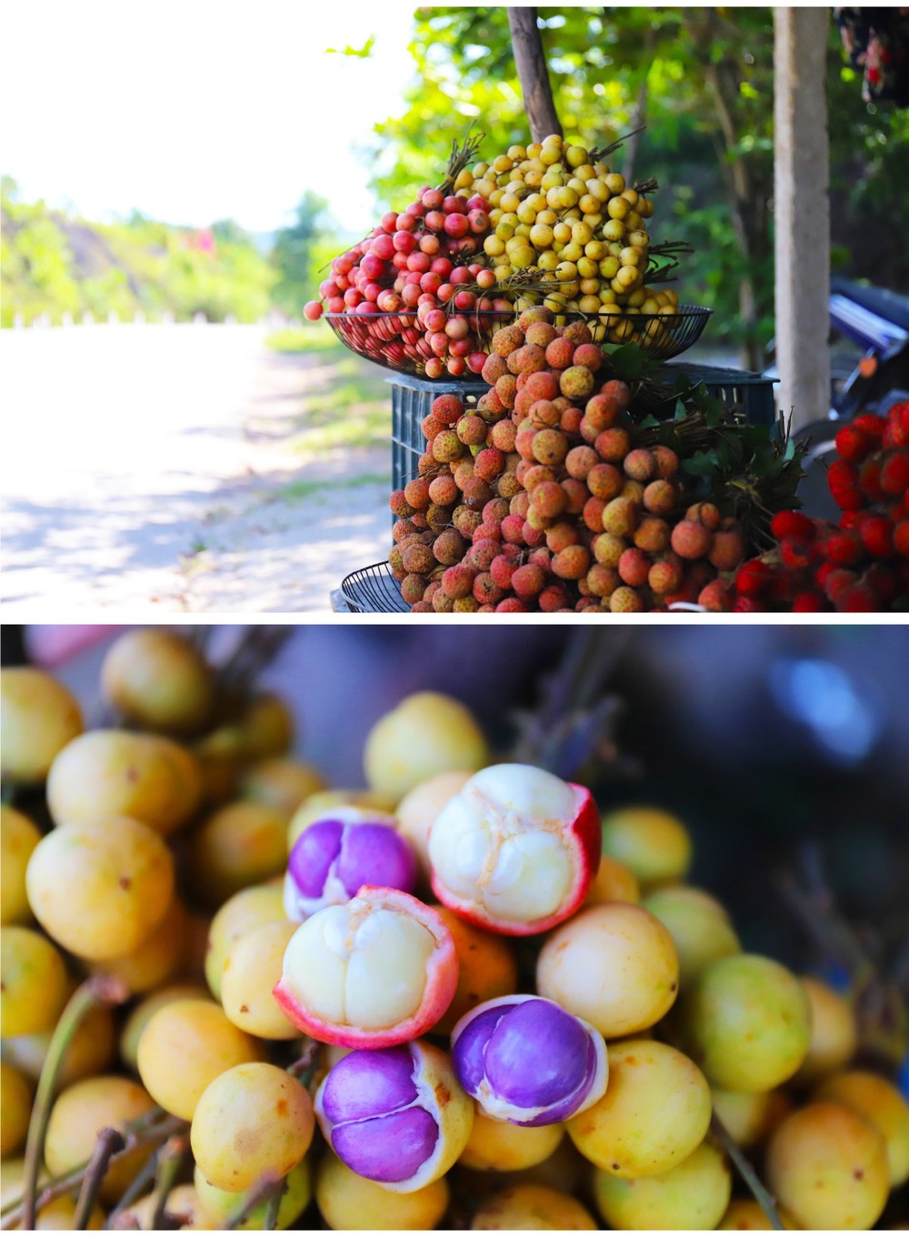 Beauty of burmese grape trees full of fruits in central mountainous district ảnh 20
