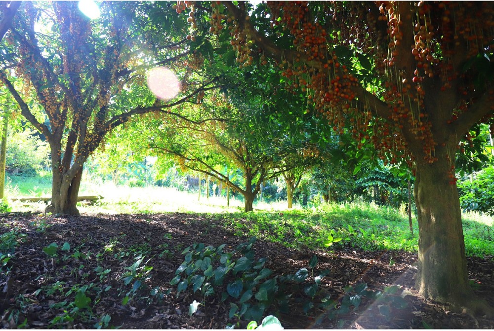 Beauty of burmese grape trees full of fruits in central mountainous district ảnh 2