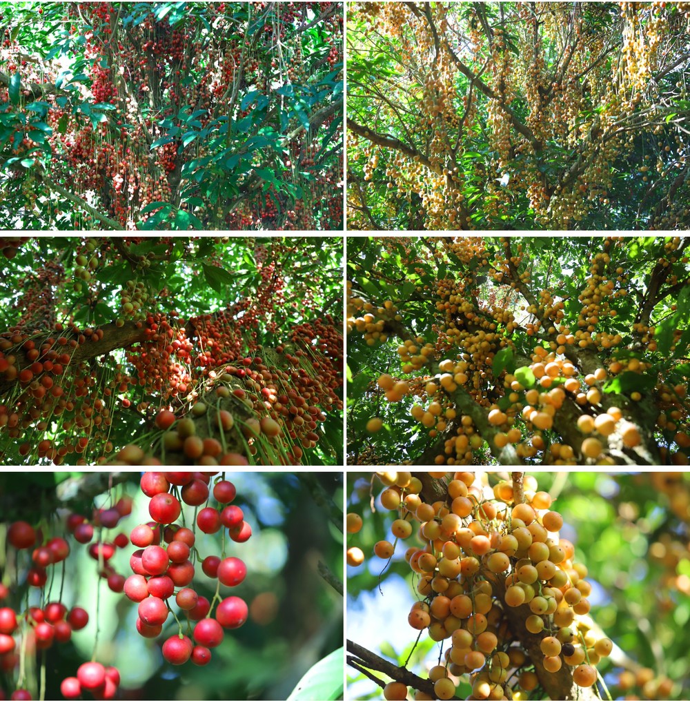 Beauty of burmese grape trees full of fruits in central mountainous district ảnh 3
