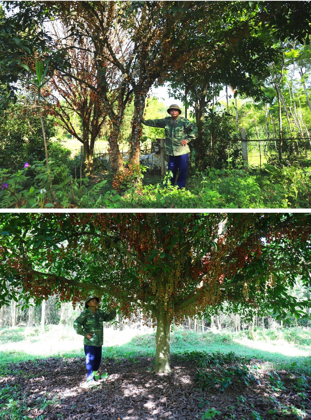 Beauty of burmese grape trees full of fruits in central mountainous district ảnh 4