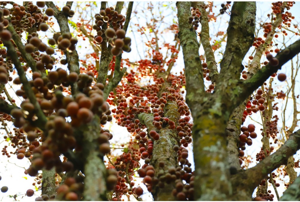Beauty of burmese grape trees full of fruits in central mountainous district ảnh 5