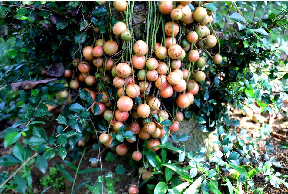 Beauty of burmese grape trees full of fruits in central mountainous district ảnh 6