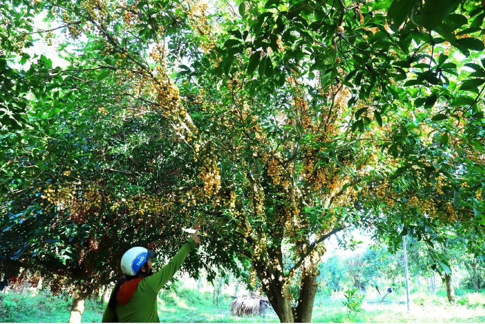 Beauty of burmese grape trees full of fruits in central mountainous district ảnh 7